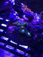 ImageUploadedByReefs1371169575.334477.jpg