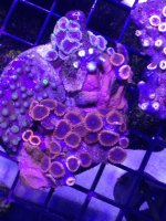 ImageUploadedByReefs1371169594.929450.jpg