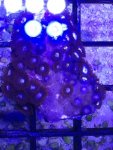 ImageUploadedByReefs1371169656.487304.jpg