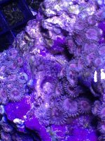 ImageUploadedByReefs1371169684.547214.jpg