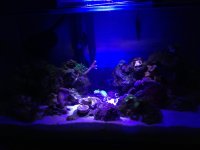 ImageUploadedByReefs1375481549.052417.jpg