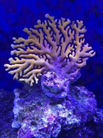 what is it?-1.jpg
