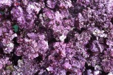 Real-Reef-Live-Rock-50-lbs-97.jpg