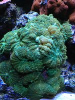 ImageUploadedByReefs1371392732.410347.jpg