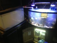 ImageUploadedByReefs1367779717.203633.jpg