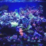ImageUploadedByReefs1379647391.501034.jpg