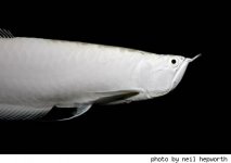 expensive-aquarium-fish1.jpg