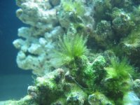 bryopsis 001.jpg