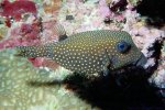 boxfish_spotted_fem.jpg