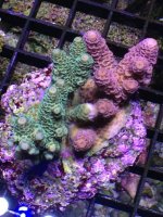 ImageUploadedByReefs1371686070.596886.jpg