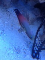 ImageUploadedByReefs1371823646.232836.jpg