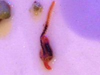 ImageUploadedByReefs2014-02-25 23:28:14 EST.jpg
