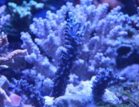IMG_1514_crop.jpg