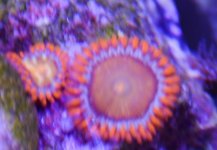 DSC_0743.jpg