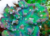 ImageUploadedByReefs1376157990.681844.jpg