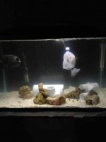 ImageUploadedByReefs1371950822.387230.jpg