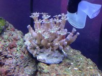 ImageUploadedByReefs1380145701.332868.jpg