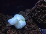 ImageUploadedByReefs1380145738.762689.jpg