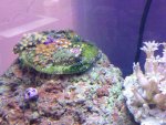 ImageUploadedByReefs1380145758.098839.jpg