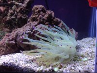 ImageUploadedByReefs1380145780.245117.jpg