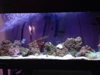 ImageUploadedByReefs1380145798.779954.jpg