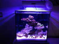 ImageUploadedByReefs1372103698.917609.jpg