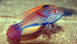 ImageUploadedByReefs1380245667.480302.jpg