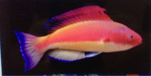 ImageUploadedByReefs1380245822.926367.jpg