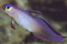 ImageUploadedByReefs1380246569.587377.jpg