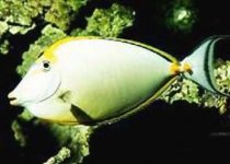 ImageUploadedByReefs1380246579.950934.jpg