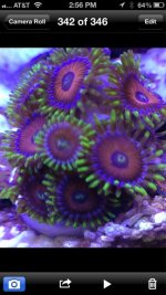ImageUploadedByReefs1372311362.546902.jpg