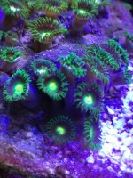 ImageUploadedByReefs1372311397.199112.jpg