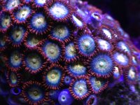 ImageUploadedByReefs1372311413.513673.jpg