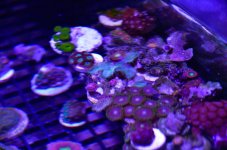 DSC_0806.jpg