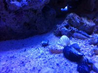 Emerald Crab1.jpg