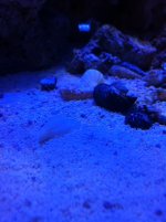 Emerald Crab2.jpg