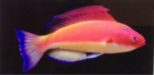 ImageUploadedByReefs1377222601.282091.jpg