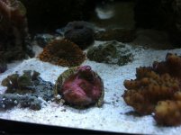 ImageUploadedByReefs1369072689.042972.jpg
