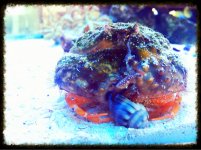 ImageUploadedByReefs1373420296.813805.jpg
