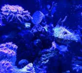 ImageUploadedByReefs1373420391.389168.jpg