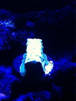 ImageUploadedByReefs1373483269.013453.jpg