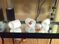 Fish1.jpg
