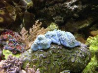 ImageUploadedByReefs1373653401.823009.jpg
