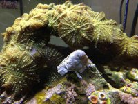 ImageUploadedByReefs1373653421.935055.jpg