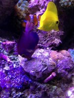 ImageUploadedByReefs1377725049.017394.jpg