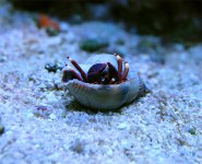 Crab_1.jpg