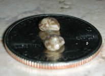 snailID 006.jpg