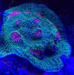 ImageUploadedByReefs2014-05-21 18:06:45 EDT.jpg