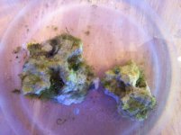 Bubble Algae1.jpg