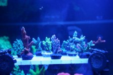 IMG_2195.jpg